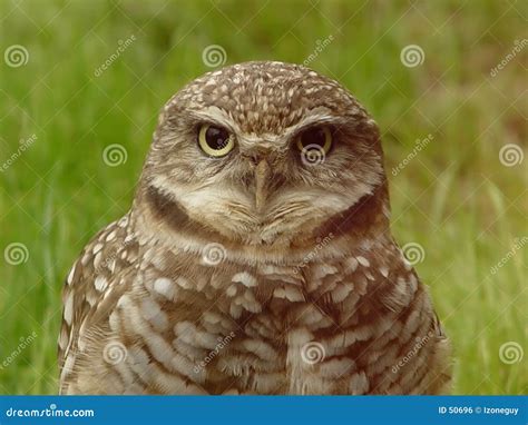 Wise Old Owl stock photo. Image of eyes, feather, professor - 50696