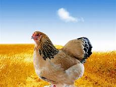 Hen Background by Wallpapers Hen Wallpaper Background Hen Background