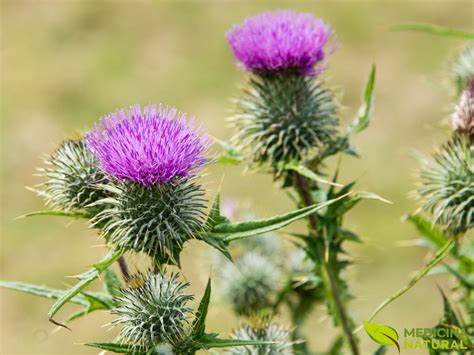 Cardo-mariano: saiba para que serve o chá | Medicina Natural