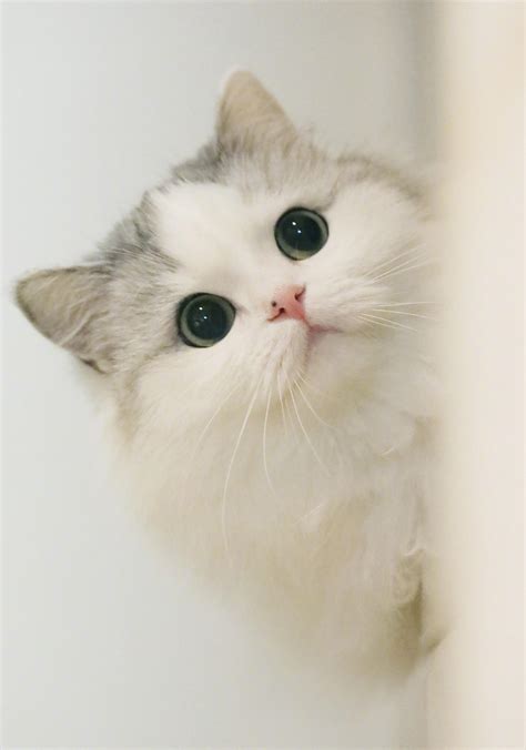 各种卖萌的沪江cc猫QQ头像图片精选,可爱活泼的猫猫-可爱头像