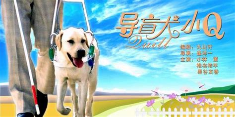 周日点播《导盲犬小Q》(11月18日22:21)_影音娱乐_新浪网