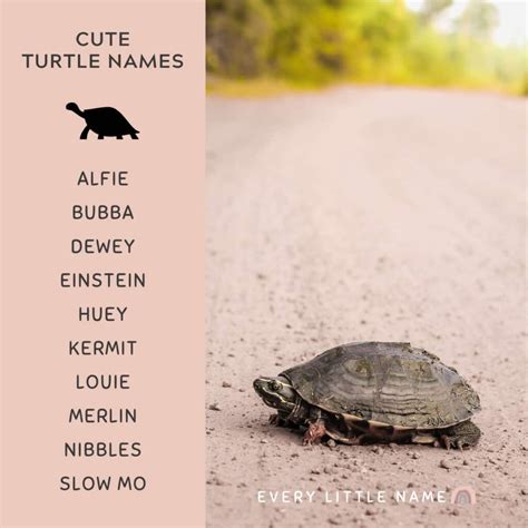 310+ Best Turtle Names (Cute, Funny, and Turtle-ly Awesome) - Every ...