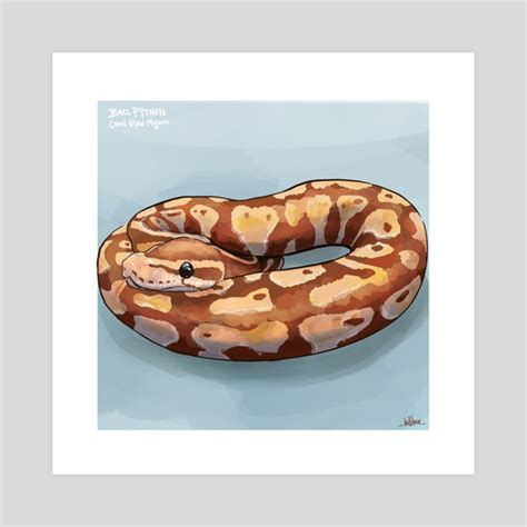 Image result for How to Draw a Ball Python Step by Step