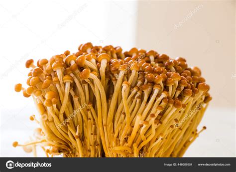 Image result for Setup Database Connection in Netcore