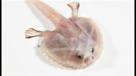 Image result for Extinct Animals Sea Creatures