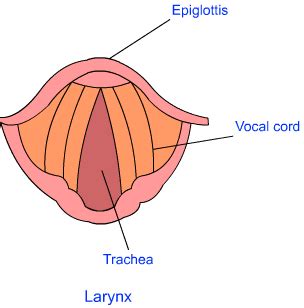 NCERT Solutions for Class 8 Science Chapter 10 - Sound
