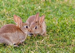 Image result for Bunny Rabbits On Wall