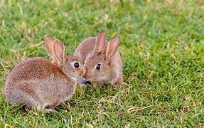 Image result for Fotos of Bunnies