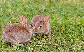 Image result for Mean Bunny Rabbit