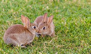 Image result for 2 Bunnies