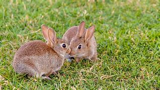 Image result for Fotos of Bunnies