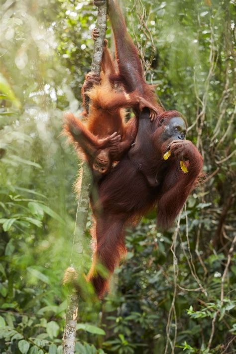 Monkey business: meet the orangutans of Sarawak, Malaysia | National ...