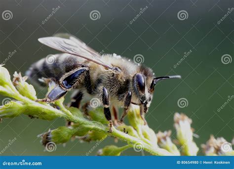European Honey Bee, Apis Mellifera Stock Photo - Image of beekeepers ...