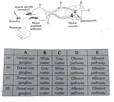 The given diagram represent reflex action shows knee jerk reflex