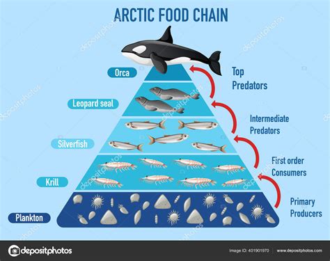 Arctic Food Chain Pyramid Illustration Stock Vector Image by ...