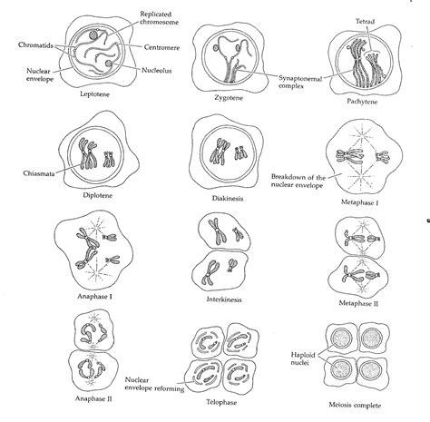 Image result for Thyroid Disease Classification Using Meachine Learning Algorithms