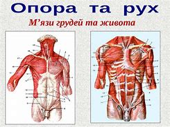 Зображення за запитом Опорно-рухова система