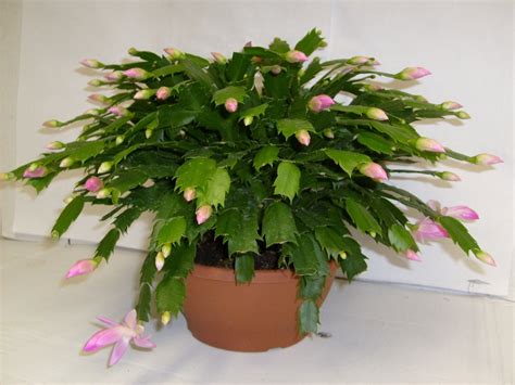 What Size Pot To Plant Christmas Cactus at Alexis Kevin blog