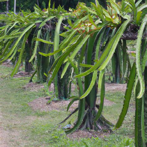 Dragon Fruit Flower Size