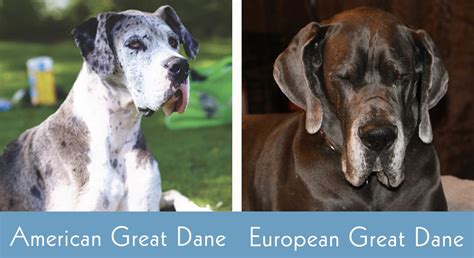 German Great Dane Vs American Great Dane