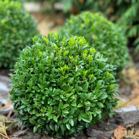 English Boxwood Evergreen Shrubs
