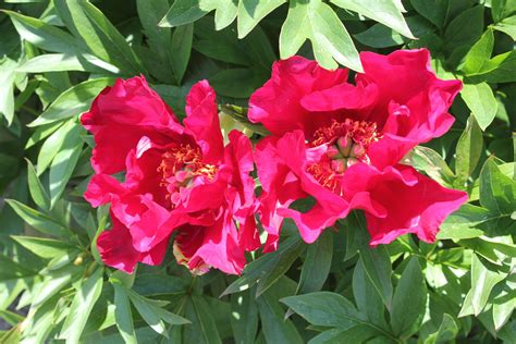 CHIEF BLACK HAWK peony | Available all year round | Free qoute