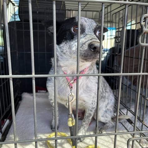 Helping Herders Rescue | ***warning, graphic photo*** Yesterday we ...