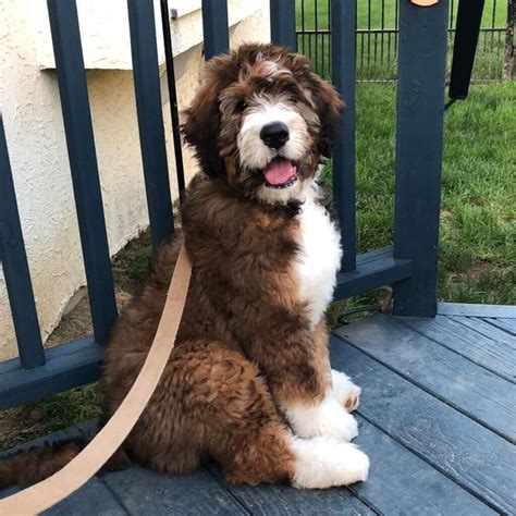 Full Grown Bernedoodle Size (Tiny, Mini, Medium & Standard) | Pets ...