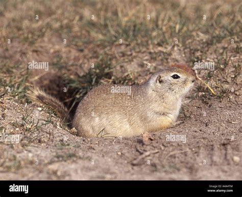 Richardsons Ground Squirrel, Richardson's Ground Squirrel (Spermophilus ...
