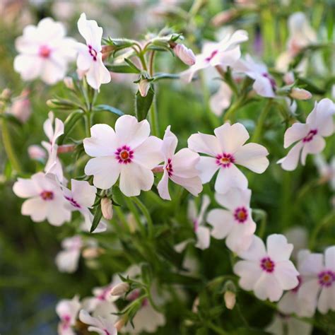 Phlox Ground Cover White