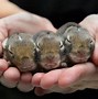 Image result for All Cute Baby Bunnies