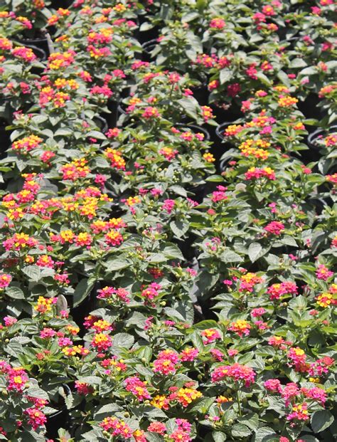 Try Dwarf Lantana for a Summer and Fall Blooming Perennial - UF/IFAS ...
