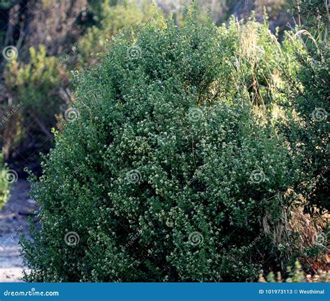 Coyote Brush, Chaparral Broom, Baccharis Pilularis Subsp. Consanguinea ...