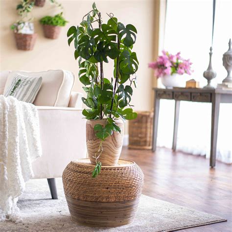 Green Split Leaf Monstera Faux House Plant Arrangement In Black Drop I ...