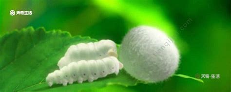 蚕宝宝的生长过程 蚕宝宝的生长过程是什么 - 天奇生活
