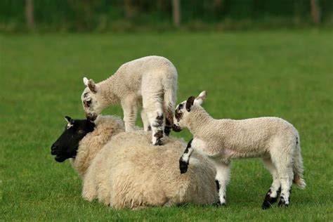 39th Annual Southern Illinois Sheep & Craft Festival, 4177 IL-156 ...