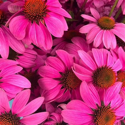 East Beach Farmers Market, Ocean View, Norfolk, VA ...