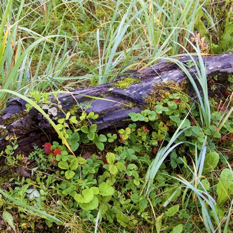 Ornamental Strawberry, Beach Strawberry (Fragaria chiloensis ...
