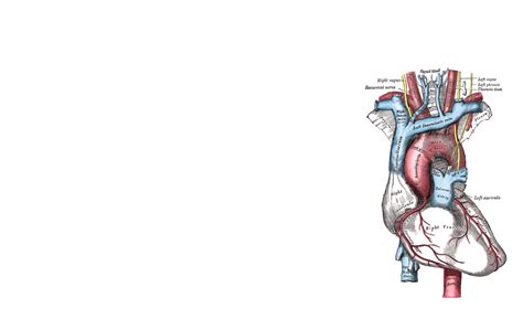 Anatomy Wallpapers - Wallpaper Cave - Anatomy Human Heart Wallpaper