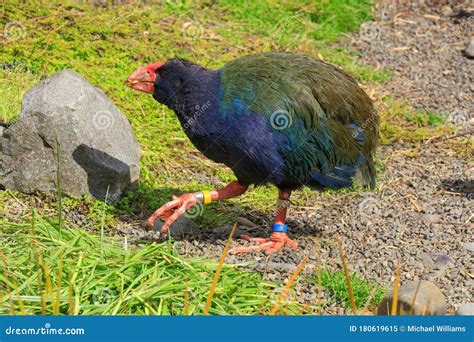 A Takahe, an Endangered Flightless Bird Found only in New Zealand Stock ...