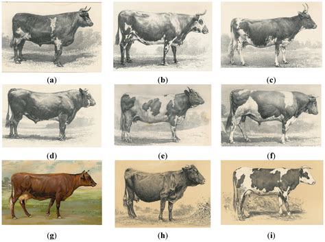 Diversity | Free Full-Text | On the History of Cattle Genetic Resources