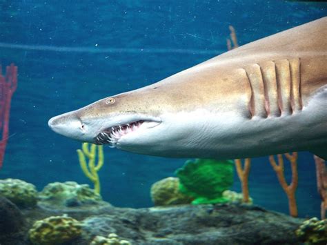 शार्क से लेकर घड़ियाल तक, दिखने में बेहद खतरनाक लगते हैं ये 5 जीव ...