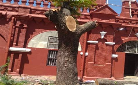 பழமை மாறாமல் கட்டடத்தை புதுப்பிக்க சொன்னா, பழமையான மரத்தை வெட்டிட்டாங்க ...
