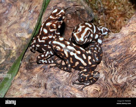 Poison dart frogs camouflage hi-res stock photography and images - Alamy