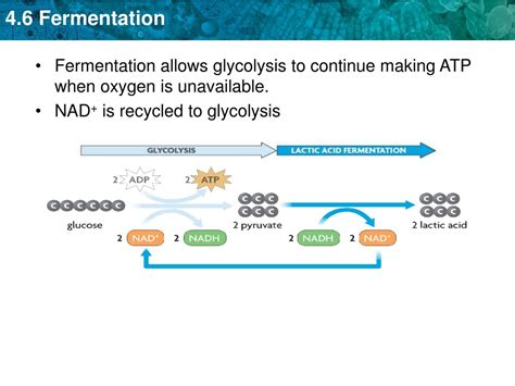 PPT - Fermentation: ATP Production without Oxygen PowerPoint ...