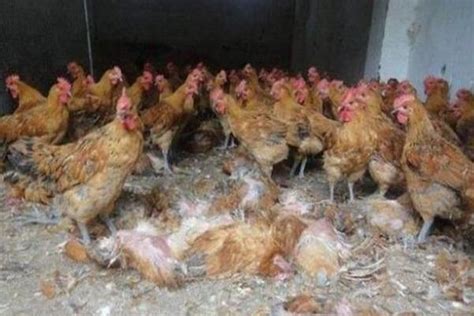 养鸡怎么预防鸡瘟,鸡瘟的专业治疗方法-鸟基地博客