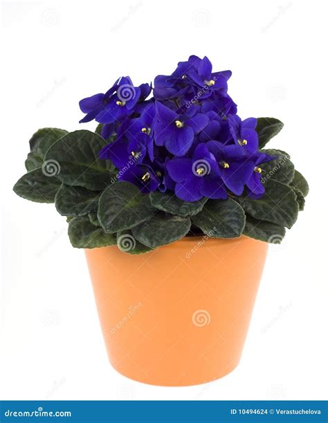 African Violet in a Flower Pot Stock Photo - Image of flora, path: 10494624