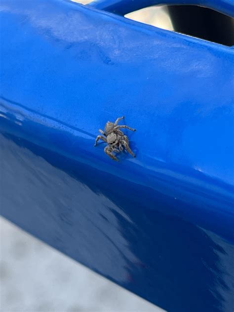 Jumping spider? Do they bite? Can I pick them up? San Diego : r/spiders