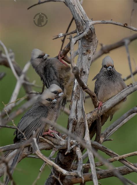 White-headed Mousebird - Colius leucocephalus Samburu National Reserve,Kenya.(march 2024). : r ...