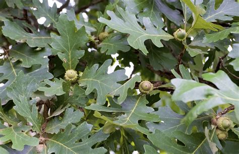 11 Medicinal Health Benefits Of Quercus Macrocarpa (Bur Oak ...